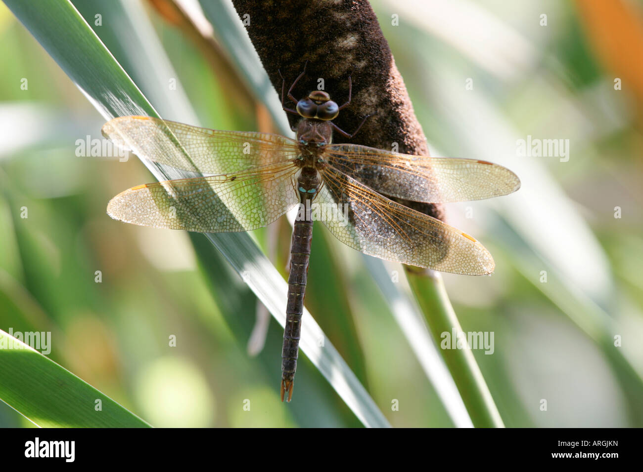 Dragonfy Hawker Aeshna grandis brun reposant sur bullrush Banque D'Images