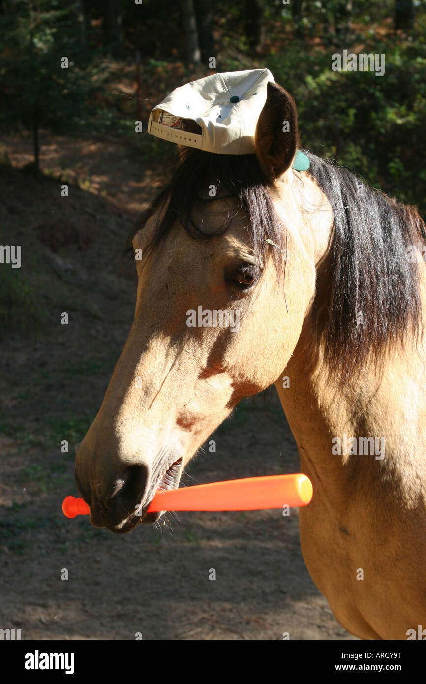 Close-up d'un cheval portant une casquette de baseball et tenant une batte de baseball Banque D'Images