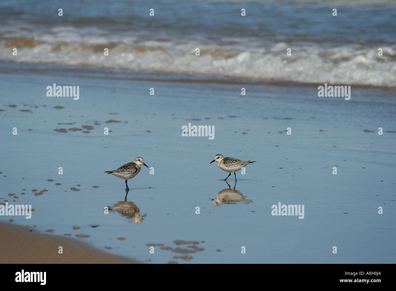 Limicoles sur la plage Banque D'Images