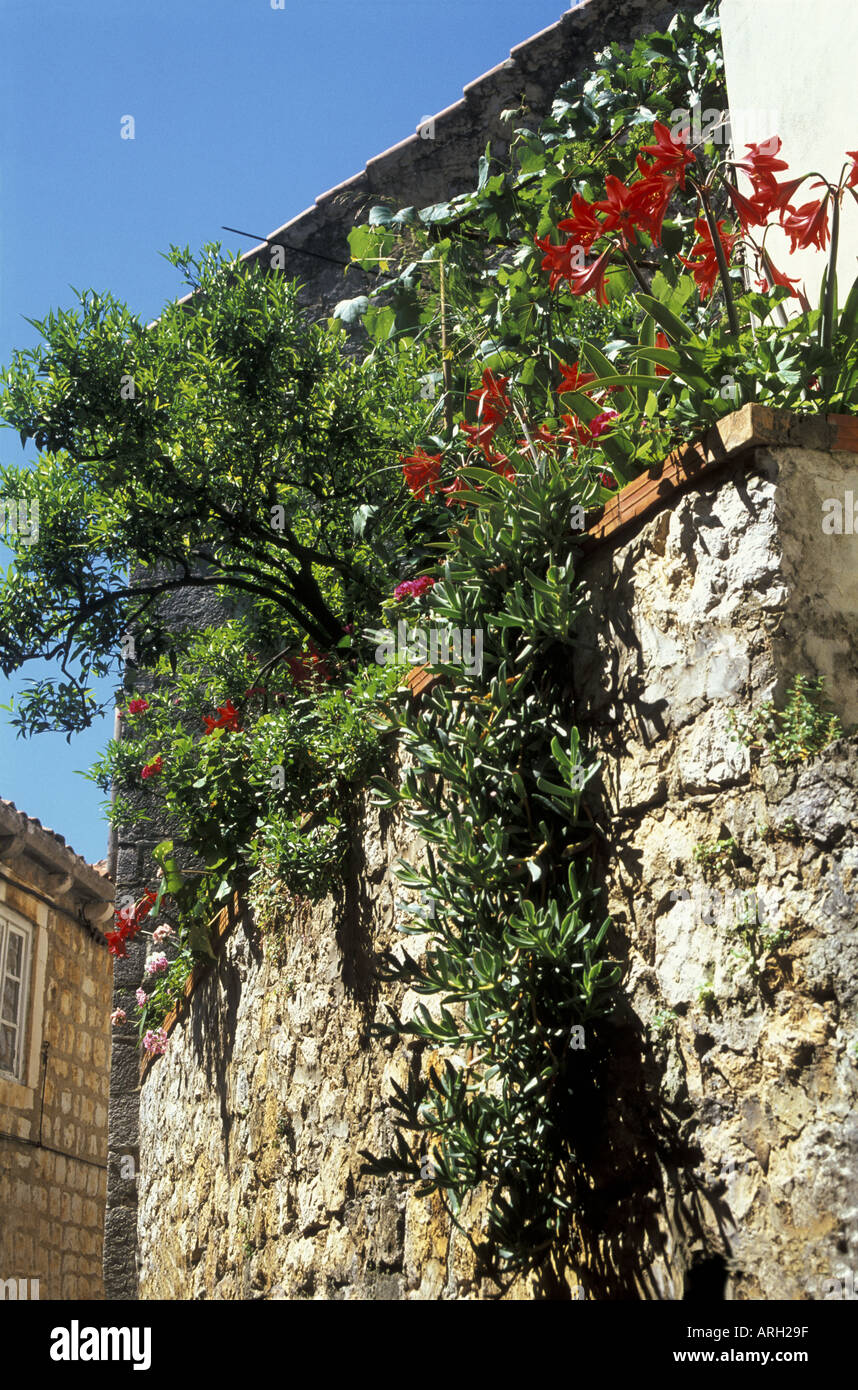Feuillage luxuriant lillies succulentes en retrait depuis le balcon d'une villa rustique sur l'île de Lopud Elaphites La Dalmatie Banque D'Images