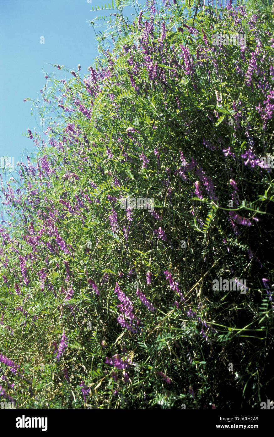 La lavande sauvage de plus en plus d'arbustes sur la pittoresque île de Lopud, deuxième plus grand groupe de l'Elaphites La Dalmatie Banque D'Images