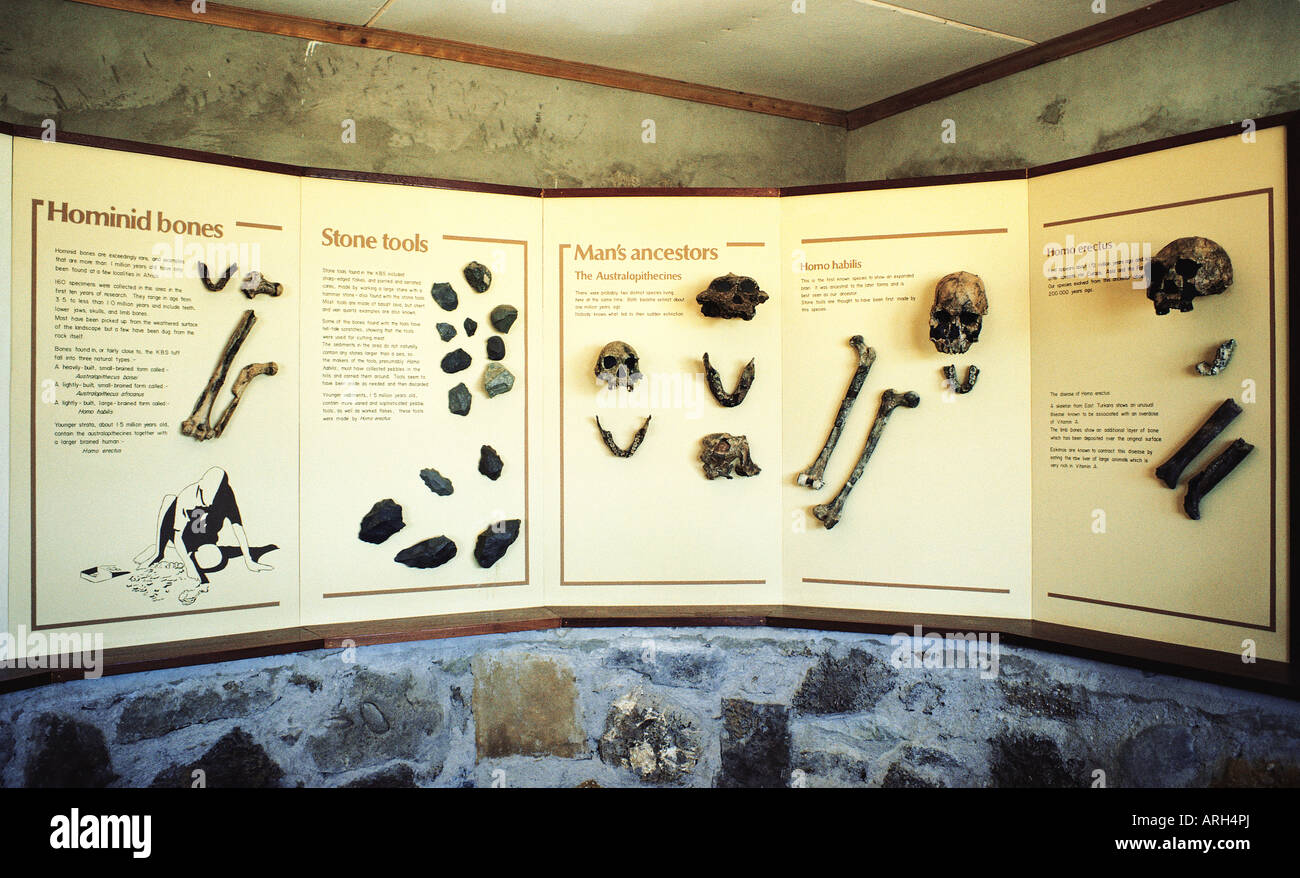 Un tableau d'affichage dans le musée de Koobi Fora Sibiloi National Park au nord rive ouest du lac Turkana, dans le nord du Kenya Banque D'Images