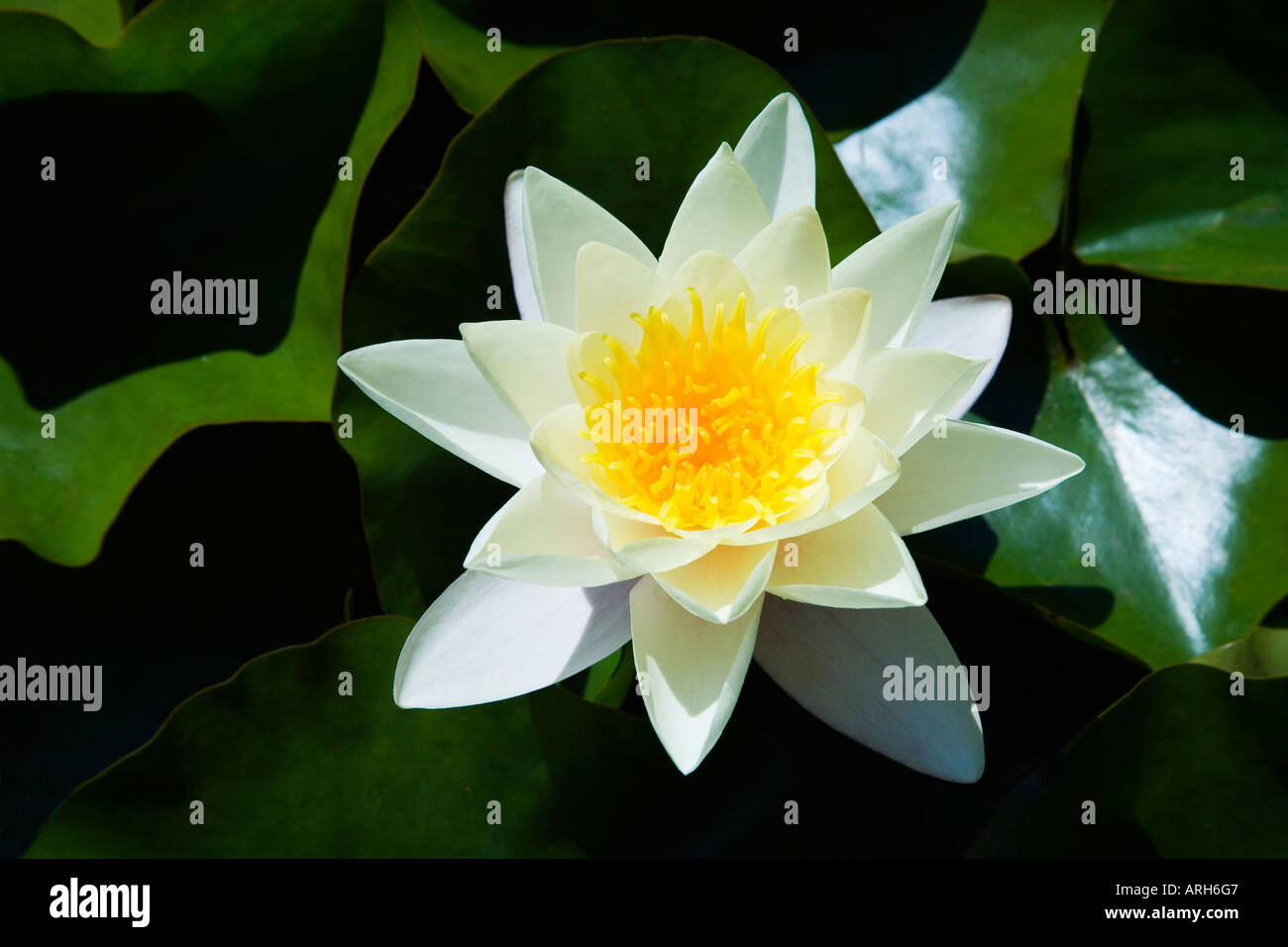 Nénuphar blanc NÉNUPHAR nénuphar à l'extérieur dans des conditions de soleil d'été Banque D'Images