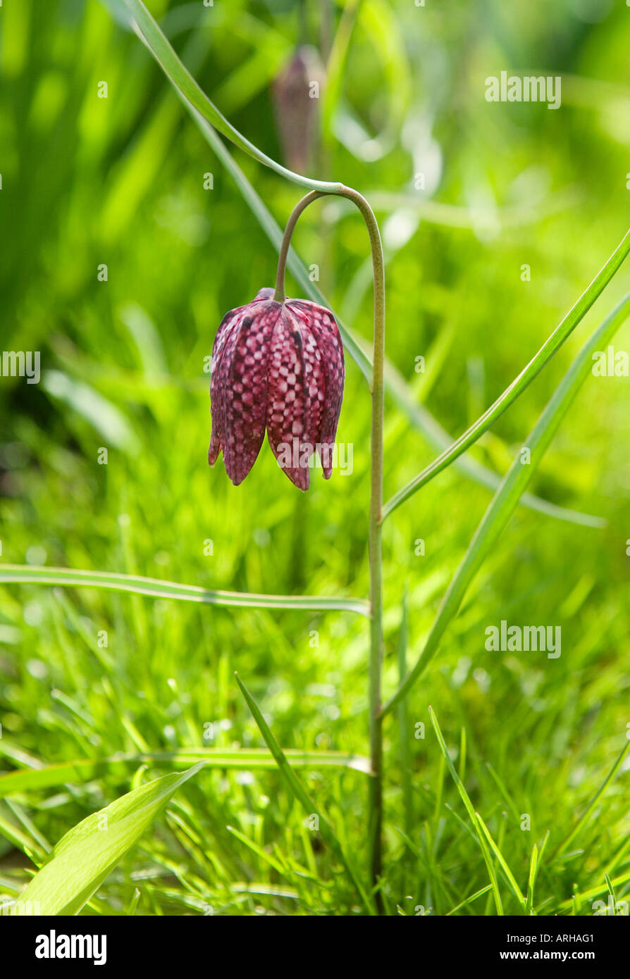 Nom commun : Fritillary snakeshead NOM LATIN : Fritillaria meleagris Banque D'Images