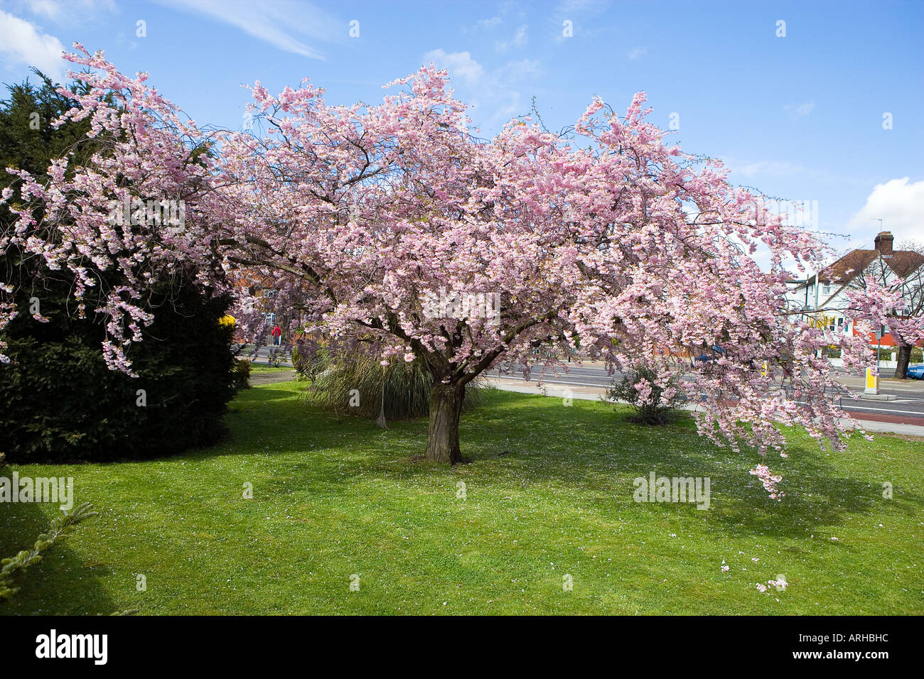 Nom commun : Blossom tree Banque D'Images