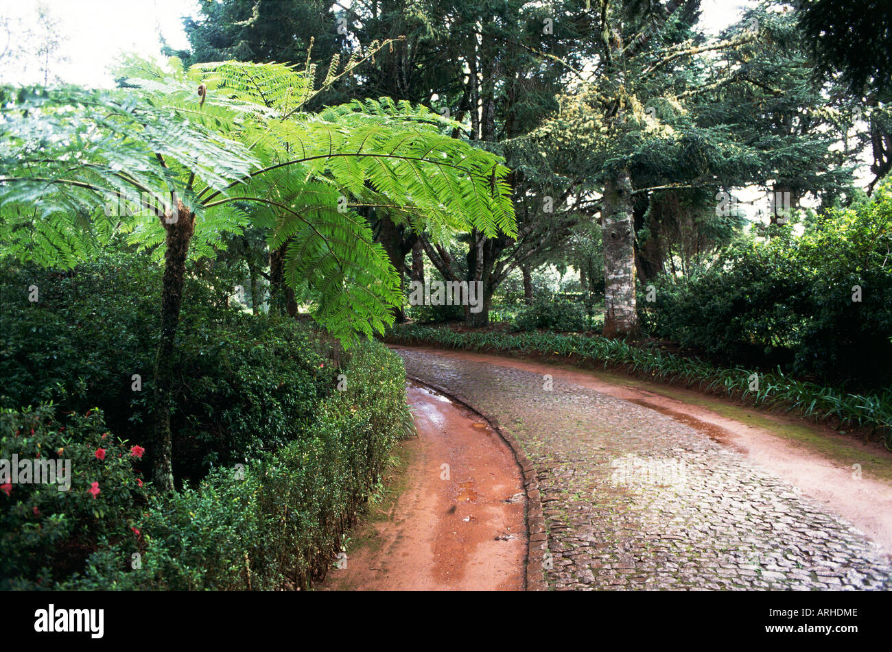 La lumière filtre à travers les arbres matures sur un écrin de verdure et un sentier courbant l'écart entre les haies dans les jardins de l'hôtel Quinta da Junta à Santo da Serra Banque D'Images