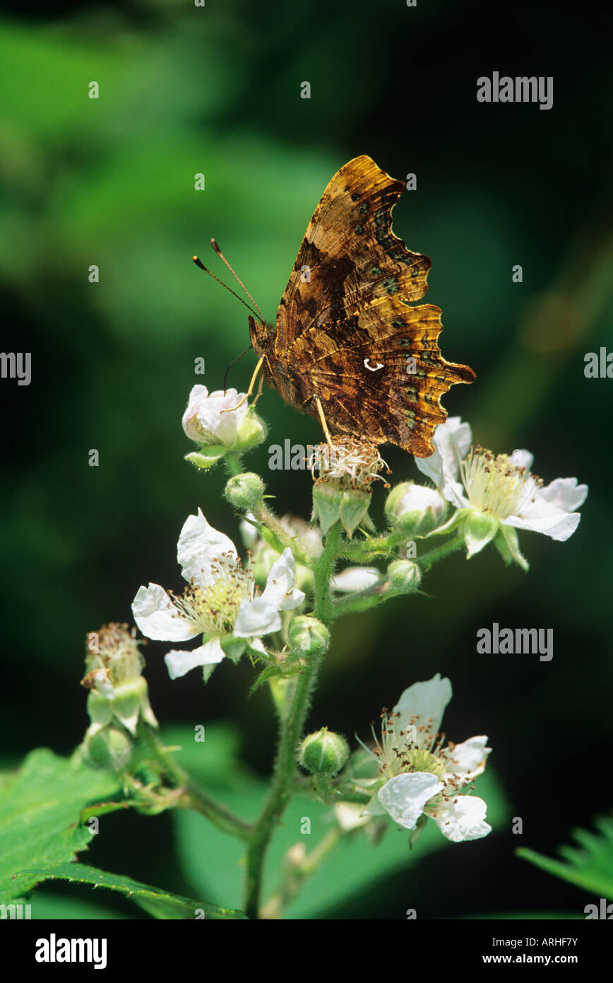 Comma Butterfly (Polygonia c-album) sur Bramble Banque D'Images