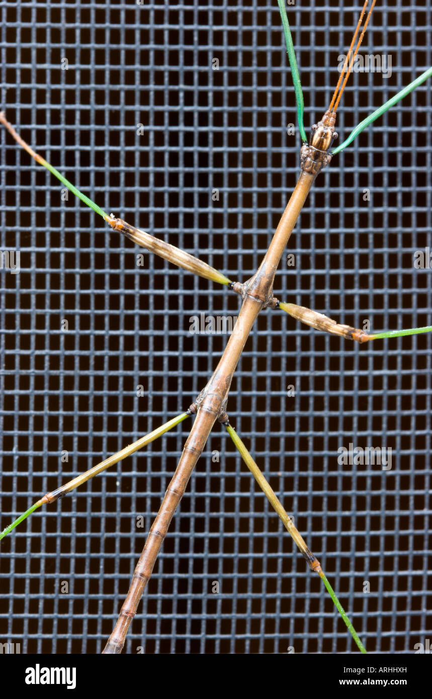 Walking stick insect Banque D'Images