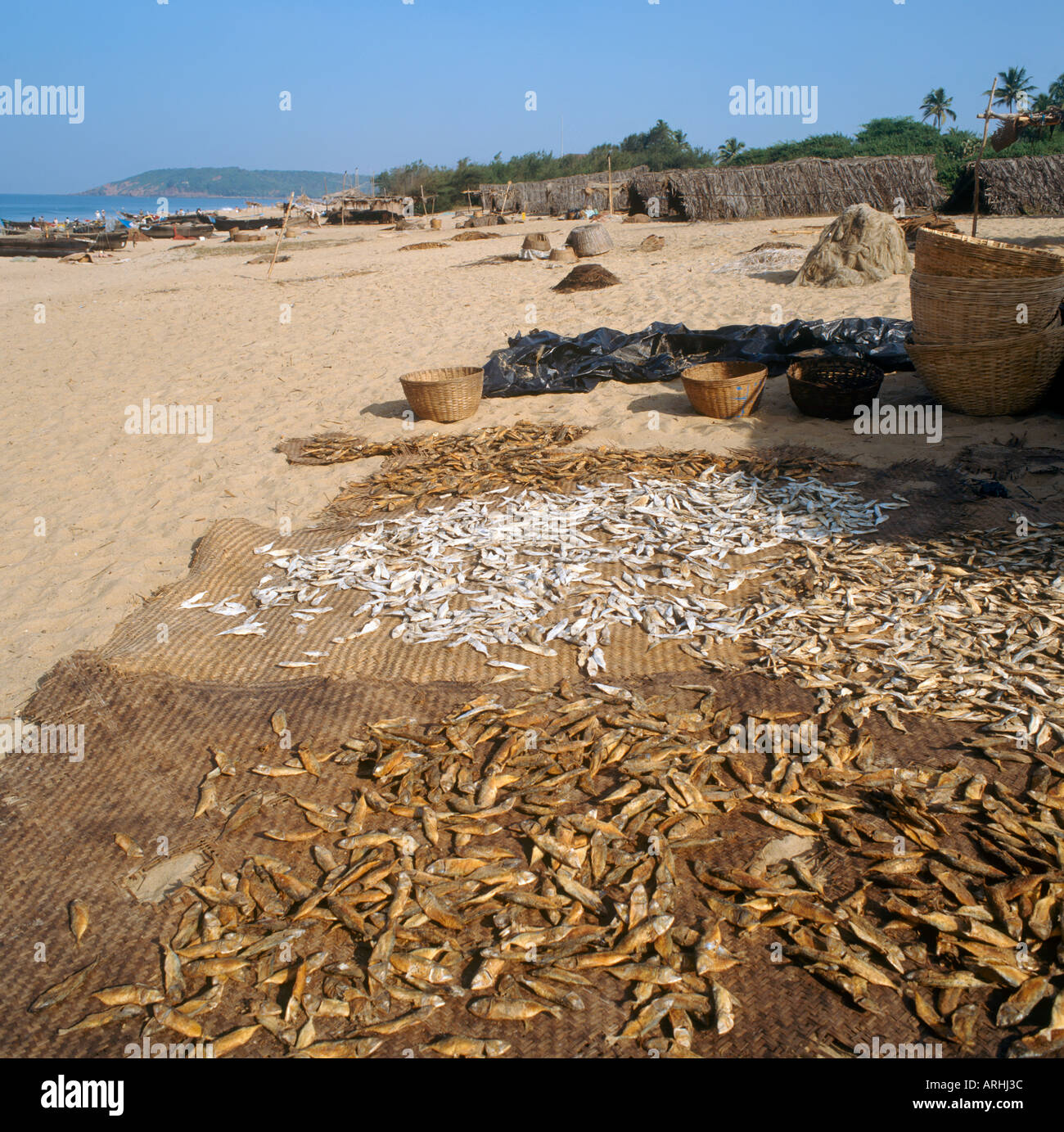 Le séchage du poisson au soleil sur une plage de Goa, Inde Banque D'Images