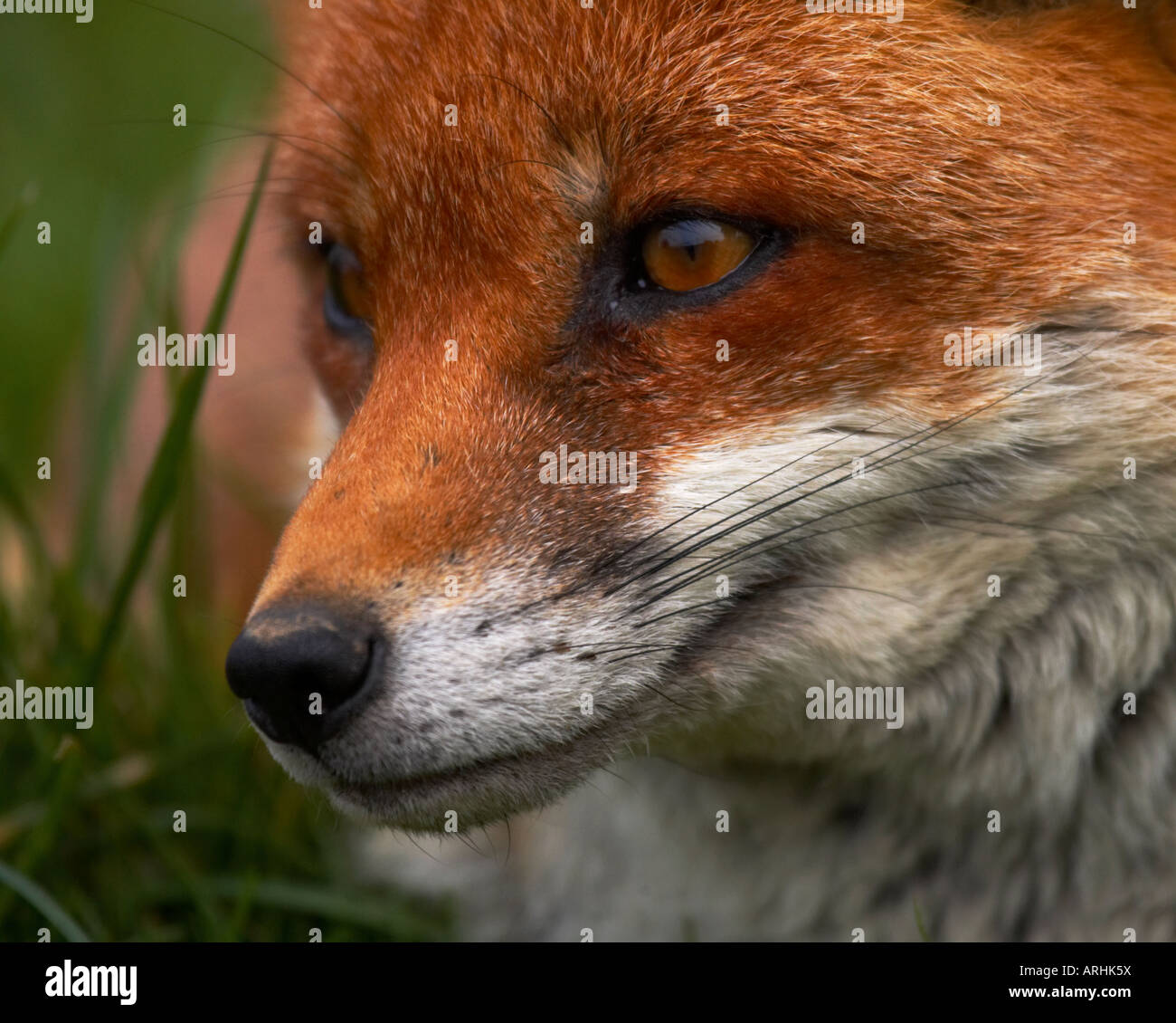 Red Fox close up Banque D'Images