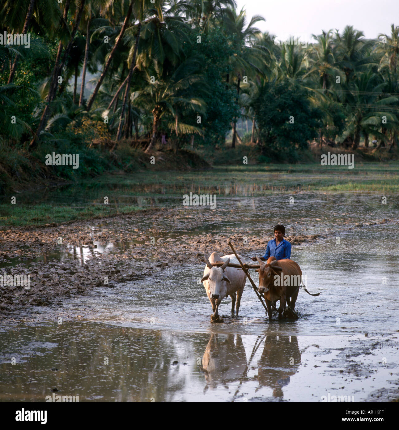 Agriculteur labourant les champs avec deux boeufs dans la campagne du sud de Goa, Inde Banque D'Images