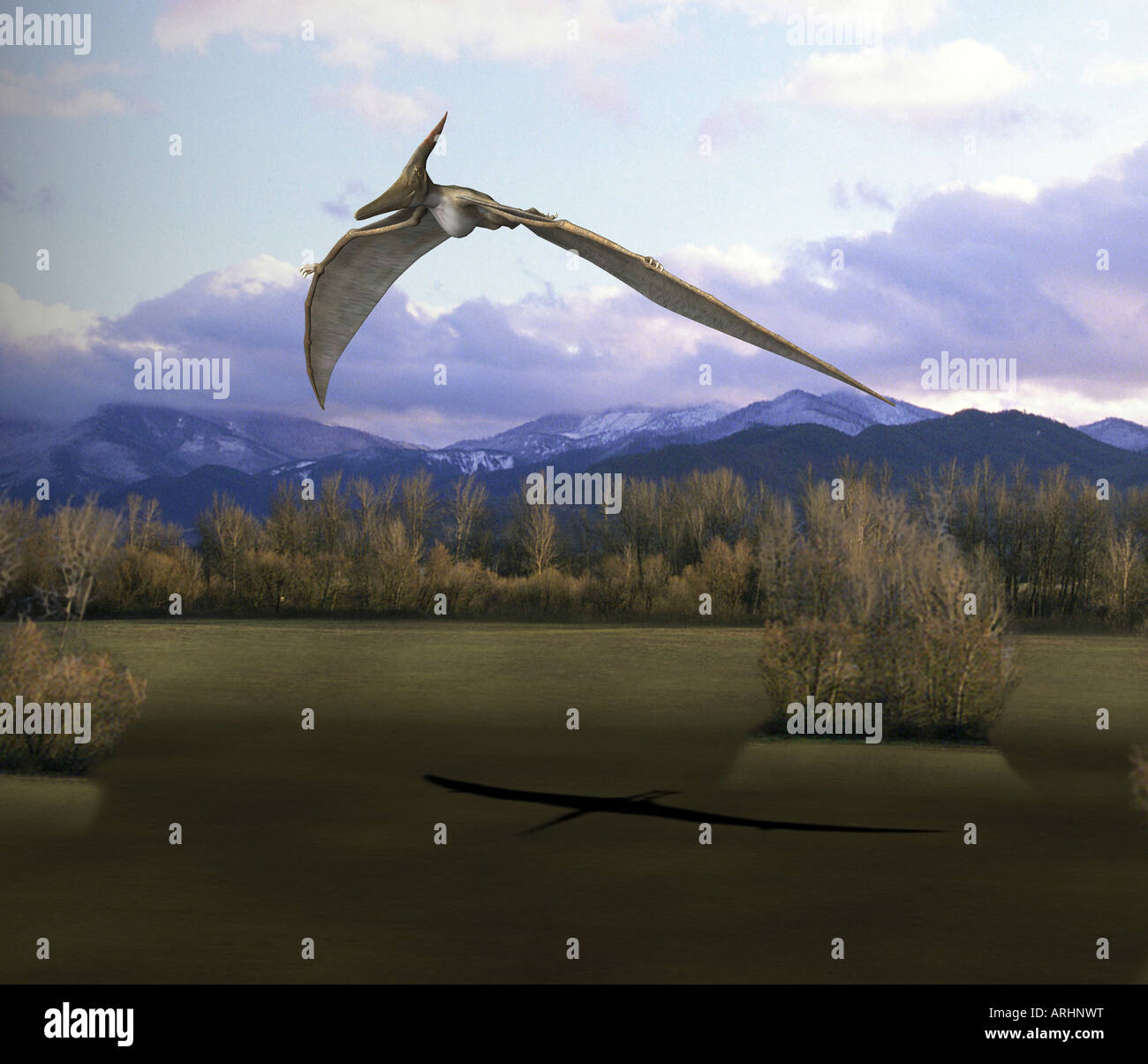 Dinosaure Pteranodon Banque D'Images