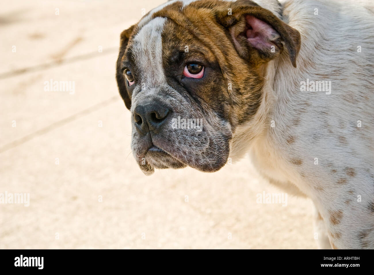 Femelle Bulldog anglais, triste ou coupable d'oeil Banque D'Images