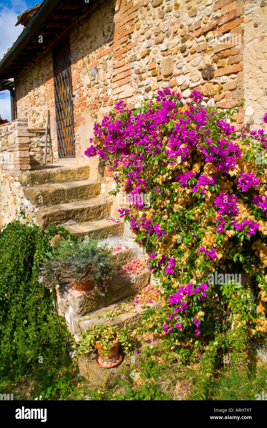 Une plante à fleurs pourpres riches images marches de pierre menant à la porte d'une maison rustique à Fiano, Toscane avec lierre vert ci-dessous. Banque D'Images