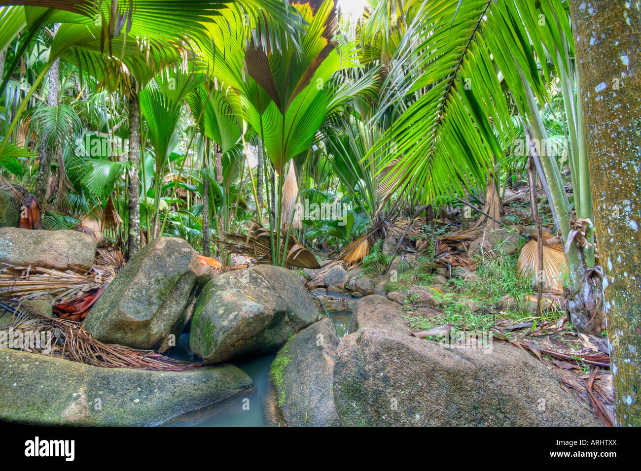 Forêt tropicale Banque D'Images