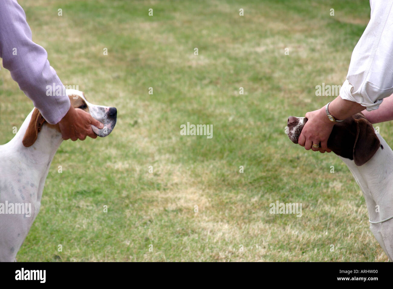 Les propriétaires de chiens à trois comtés dog show malvern worcestershire Royaume-uni chiens pointeur étant jugé Banque D'Images