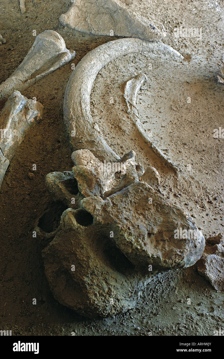 Les fossiles de l'éléphant ELEPHAS RECKI préhistorique antique à Koobi Fora Sibiloi National Park au nord du Kenya, Afrique de l'Est Banque D'Images