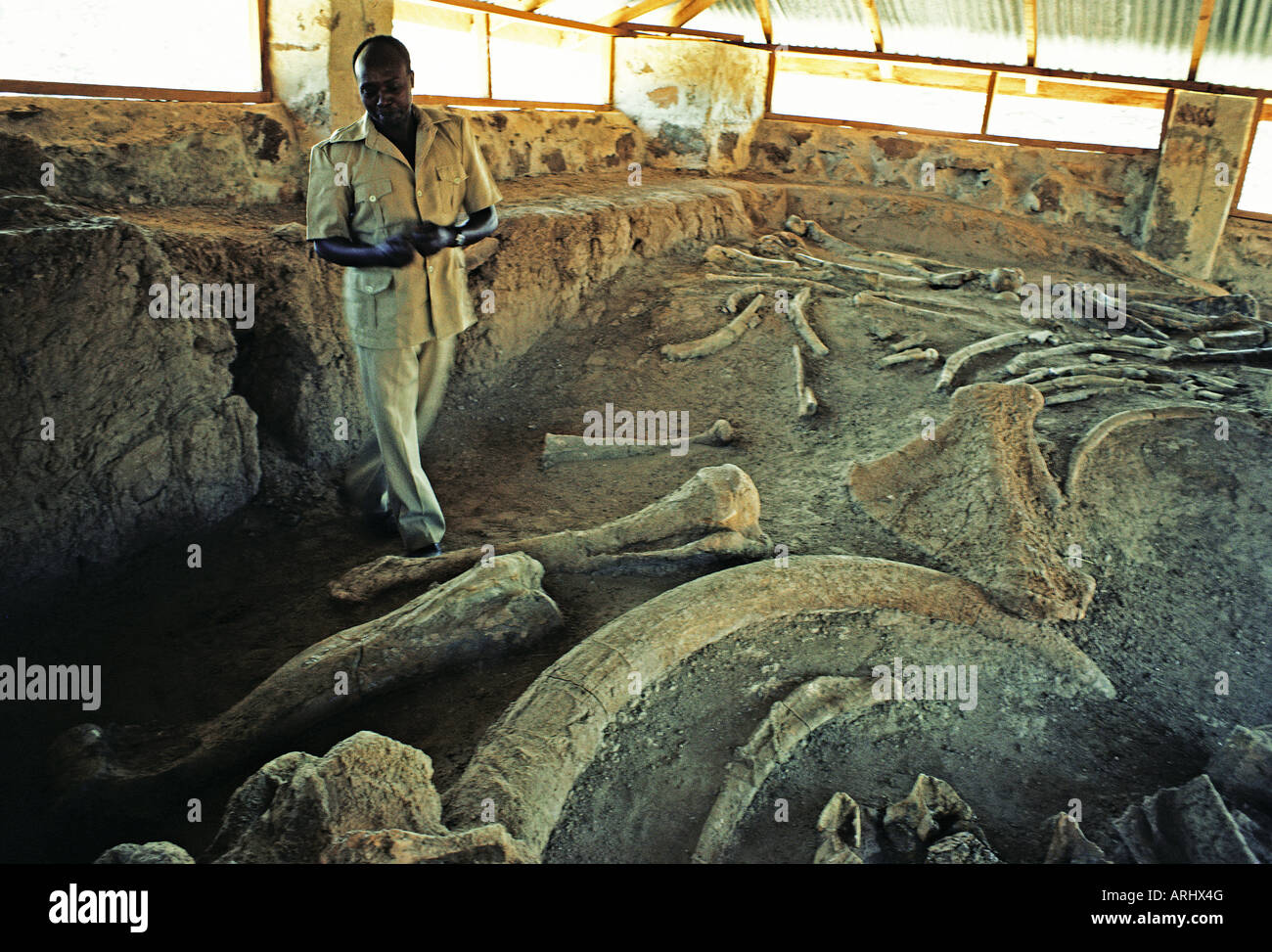 Guide du musée expliquant les fossiles de l'antique éléphant ELEPHAS RECKI préhistorique Sibiloi Parc National de Koobi Fora au Kenya Banque D'Images