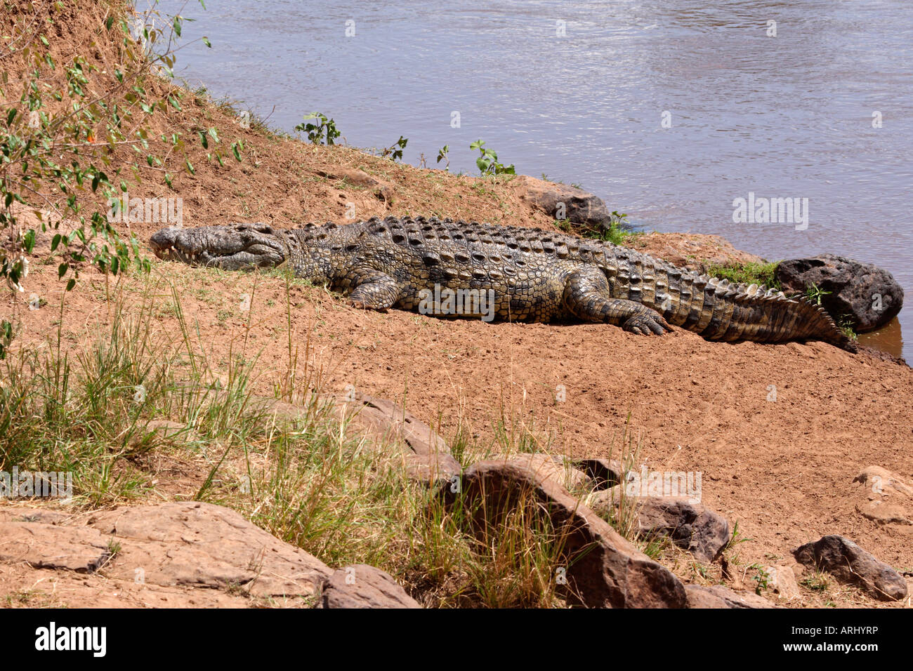 Crocodile du Nil laissant Mara River après passage de gnous Predator Banque D'Images