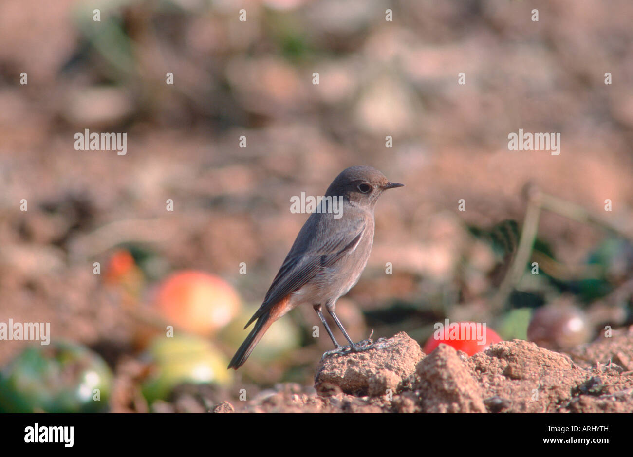 Rougequeue noir Phoenicurus ochruros,. Banque D'Images