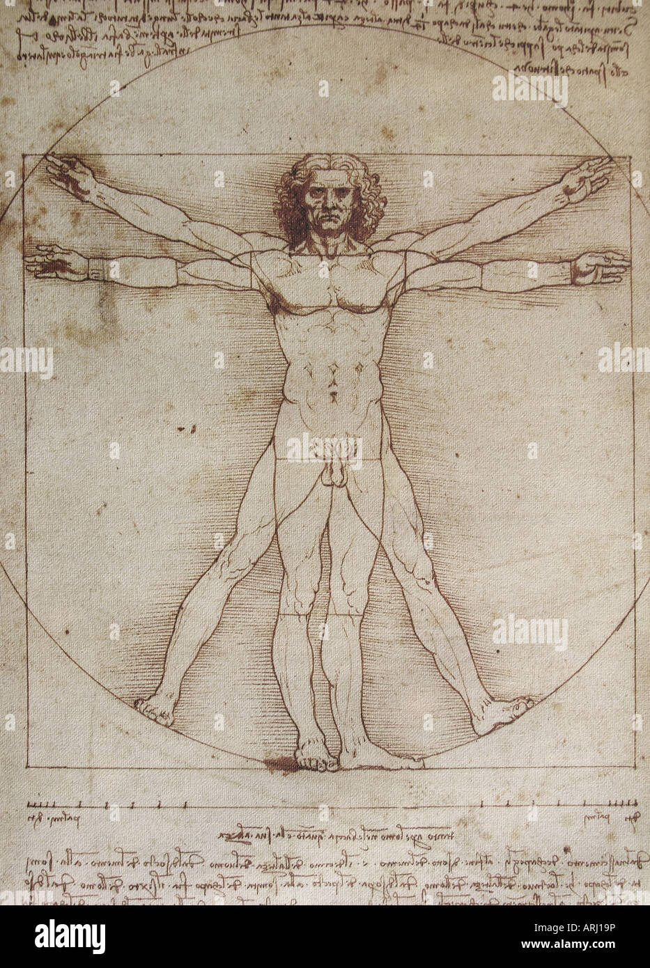 Homme de Vitruve Banque D'Images
