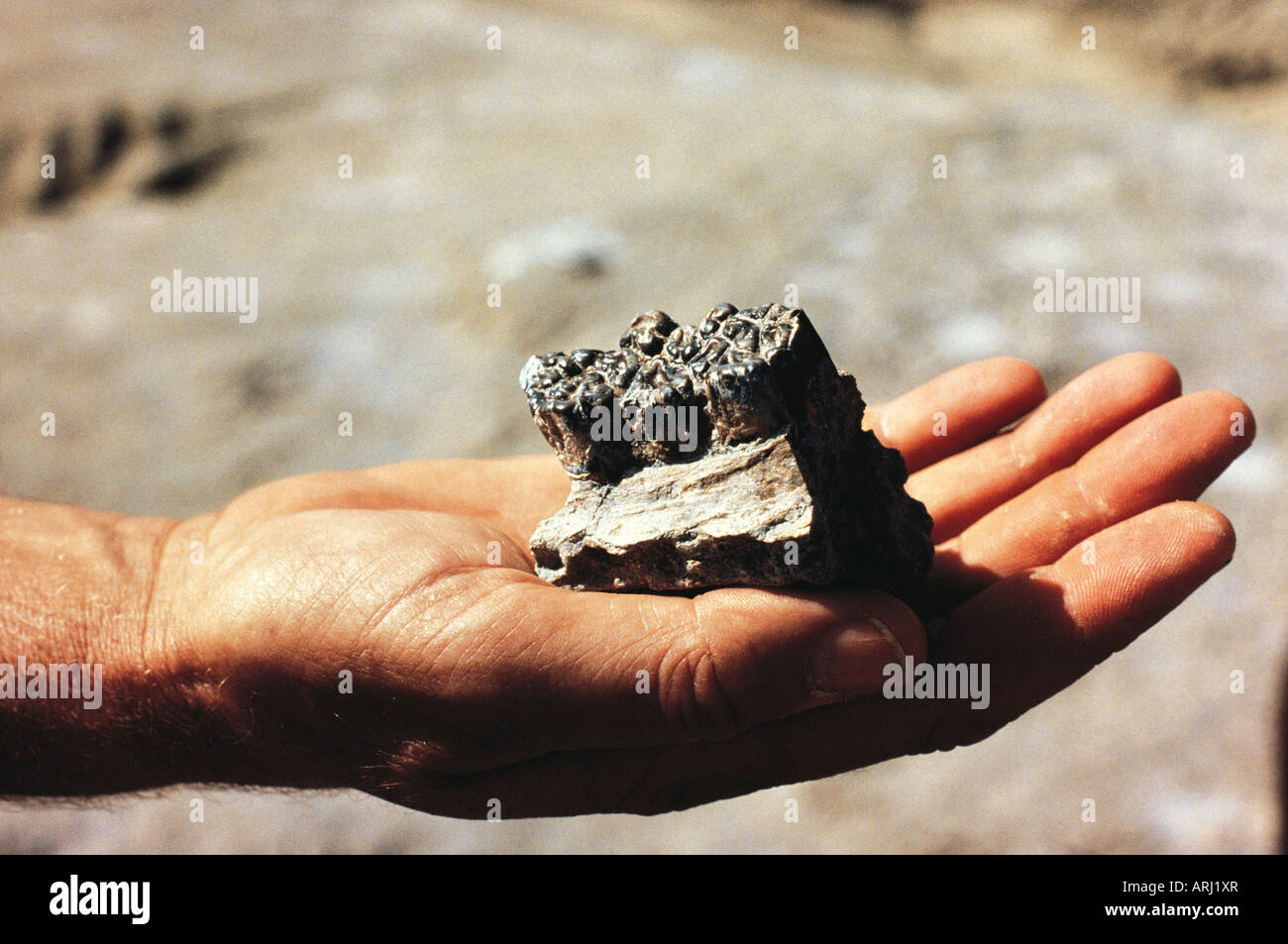 Dents fossilisés d'une espèce ancienne de pig au Koobi Fora dans Sibiloi National Park au nord du Kenya, Afrique de l'Est Banque D'Images