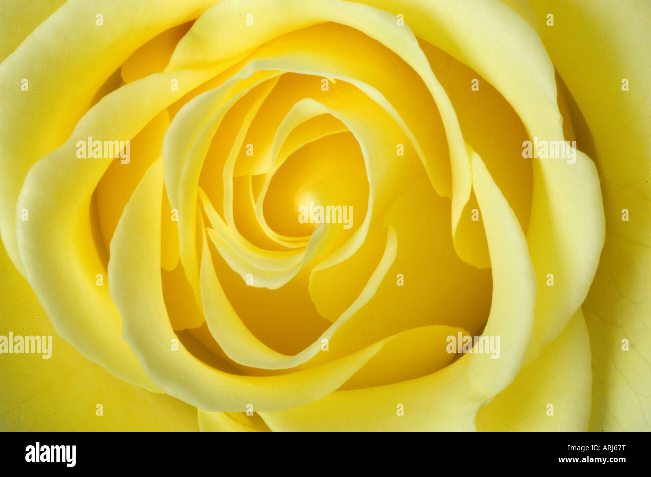 En gros plan des pétales délicats d'une rose jaune formant une fleur Banque D'Images