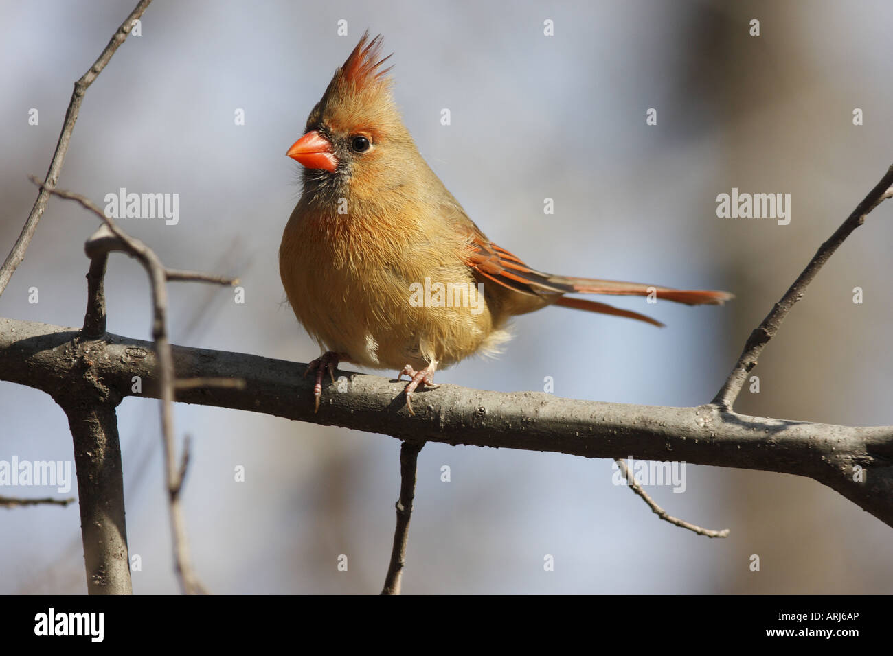 Cardinal rouge Cardinalis cardinalis Banque D'Images
