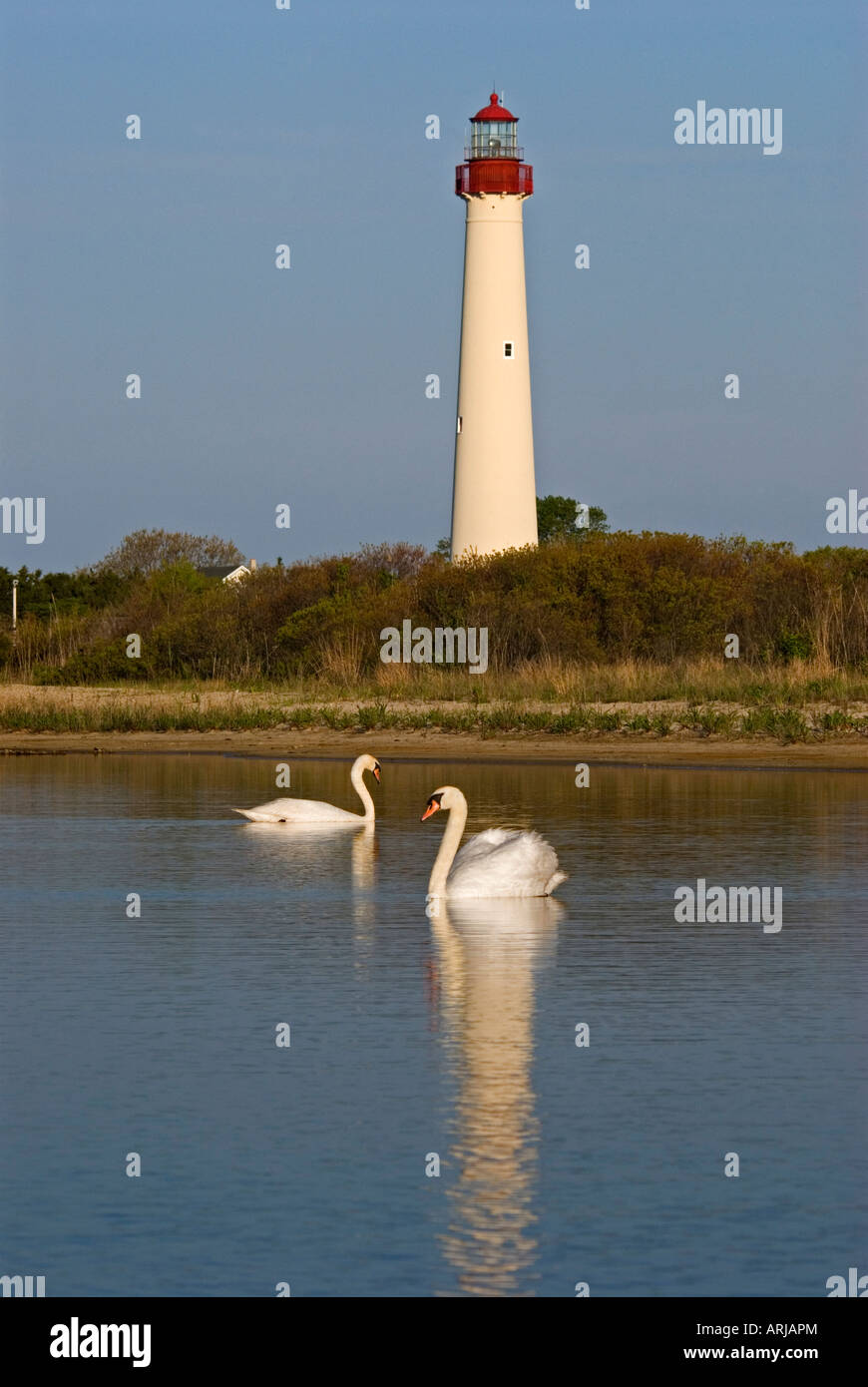 Cygnes en face de Cape May Lighthouse à Cape May NJ Banque D'Images