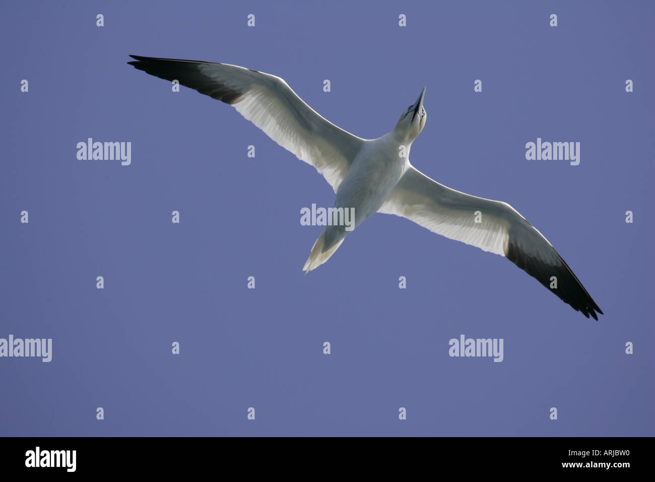 Fou de Bassan (Morus bassanus), aux ailes déployées, deltaplane, de dessous, de la mer du Nord Banque D'Images Fou de Bassan (Morus bassanus), aux ailes déployées, deltaplane, de dessous, de la mer du Nord Banque D'Images