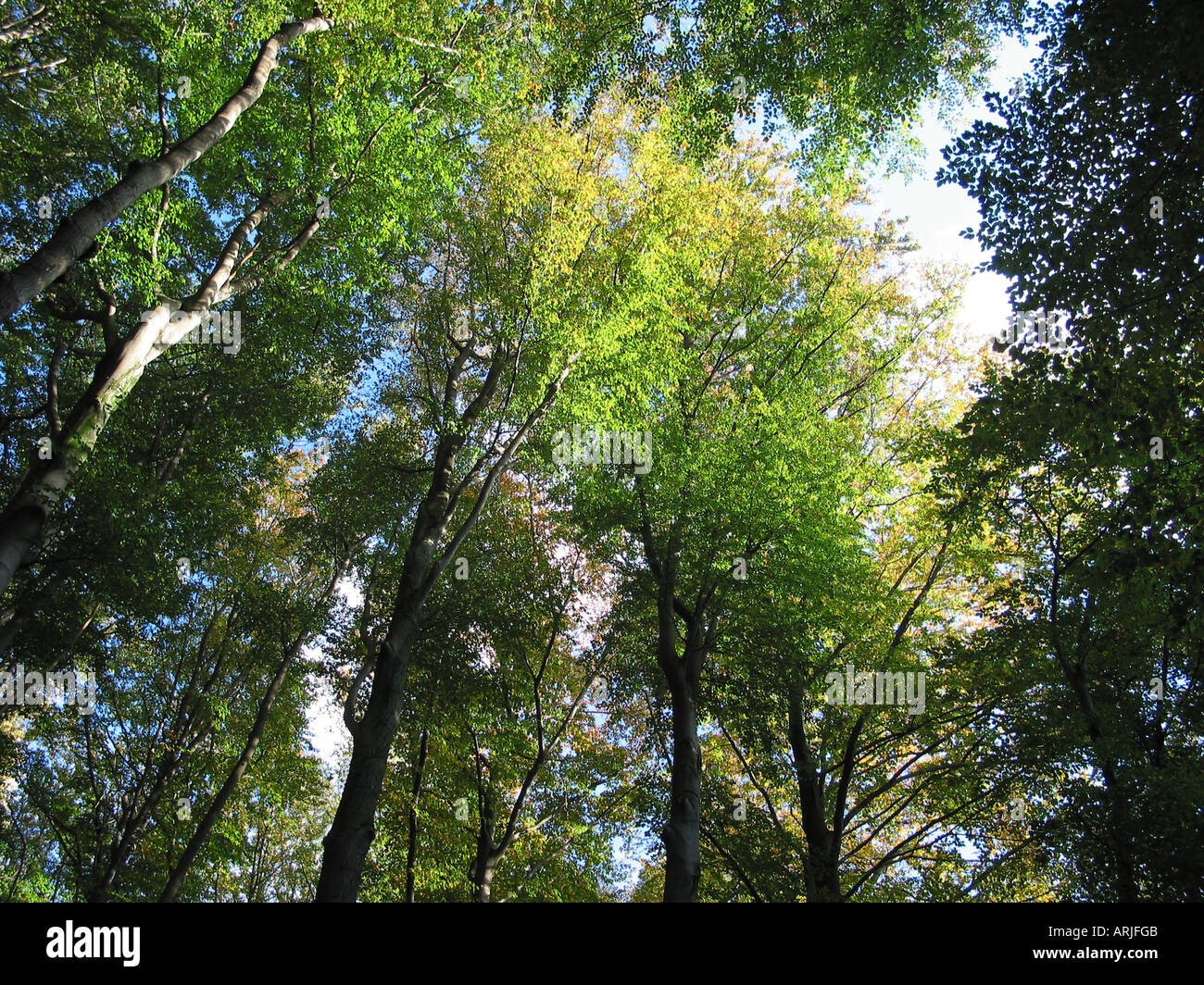 Frog eye view de teintes automnales des arbres avec des feuilles jaunes et  ciel bleu Photo Stock - Alamy