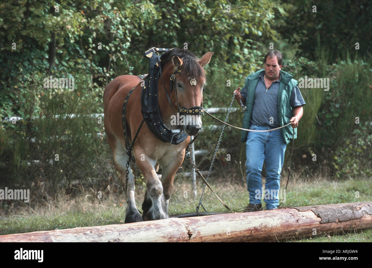 Ardennes Cheval (Equus przewalskii f. caballus), tirant de sciage Banque D'Images
