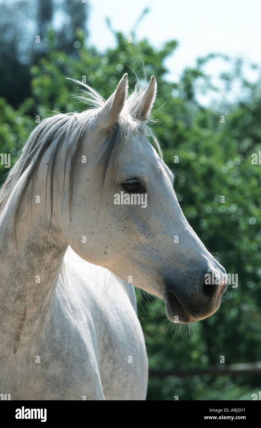 Fédération arabe de race pure (Equus przewalskii f. caballus), portrait, mare Banque D'Images