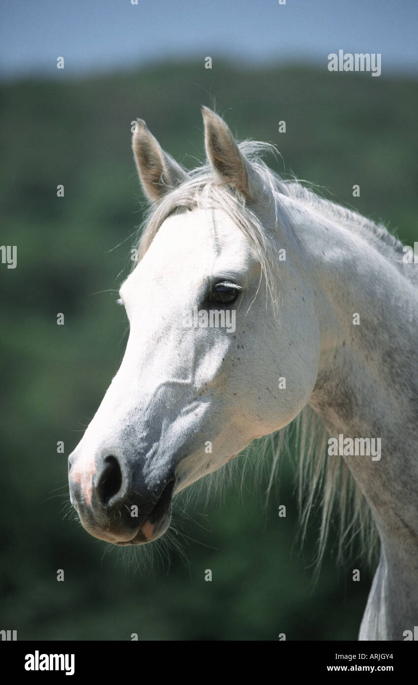 Fédération arabe de race pure (Equus przewalskii f. caballus), portrait, mare Banque D'Images