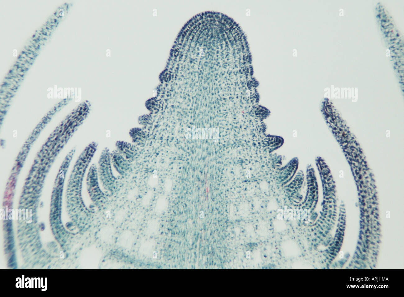 La mare, la mare commune (Hippuris vulgaris), microscopique foto Banque D'Images