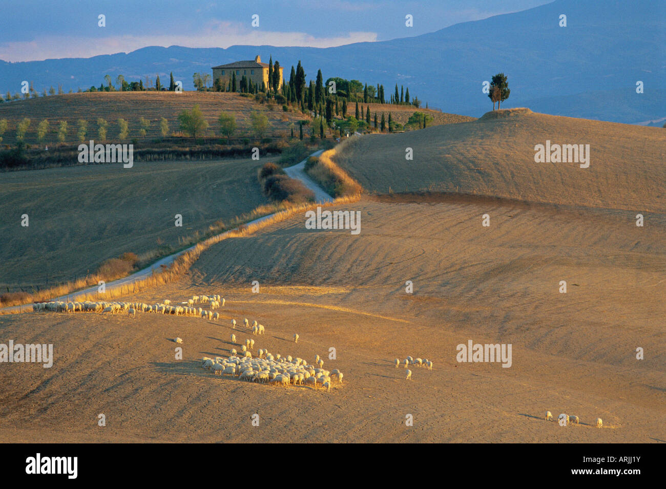 La province de Sienne, ferme près de Pienza, Toscane, Italie Banque D'Images
