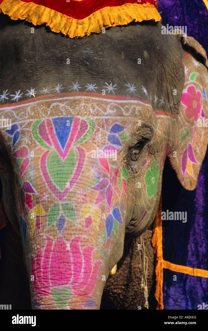 Décoré éléphant, Rajasthan, Inde Banque D'Images