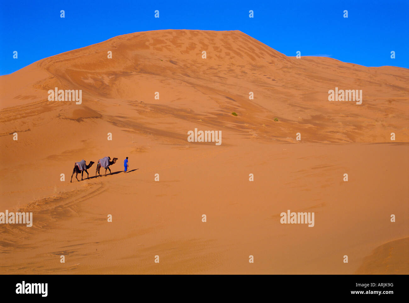 Train de chameaux à travers le désert, le Maroc, l'Afrique du Nord Banque D'Images