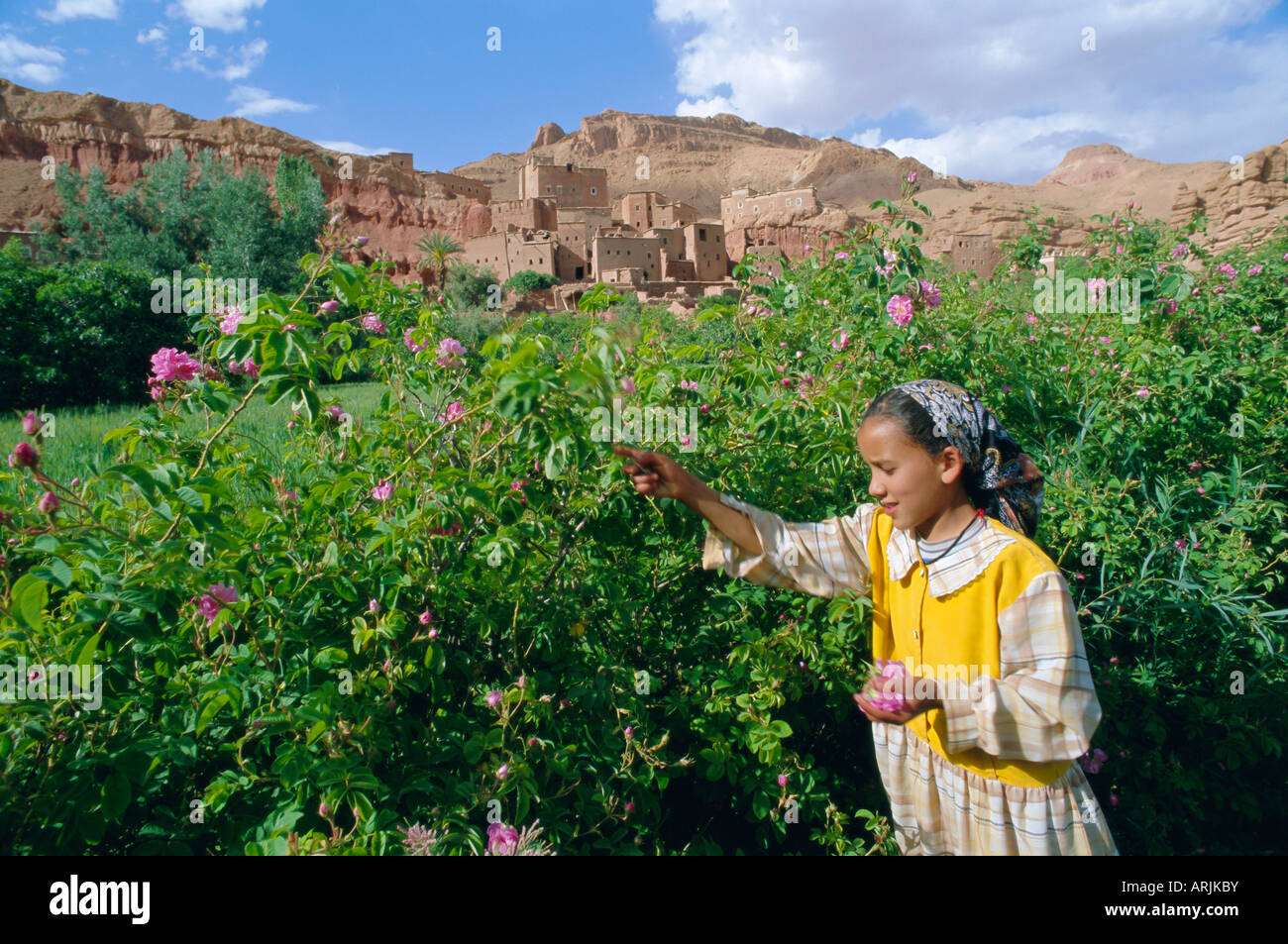 Roses cultivées, cultivé dans la région de la vallée du Dadès, Haut Atlas, Maroc, Afrique du Nord Banque D'Images