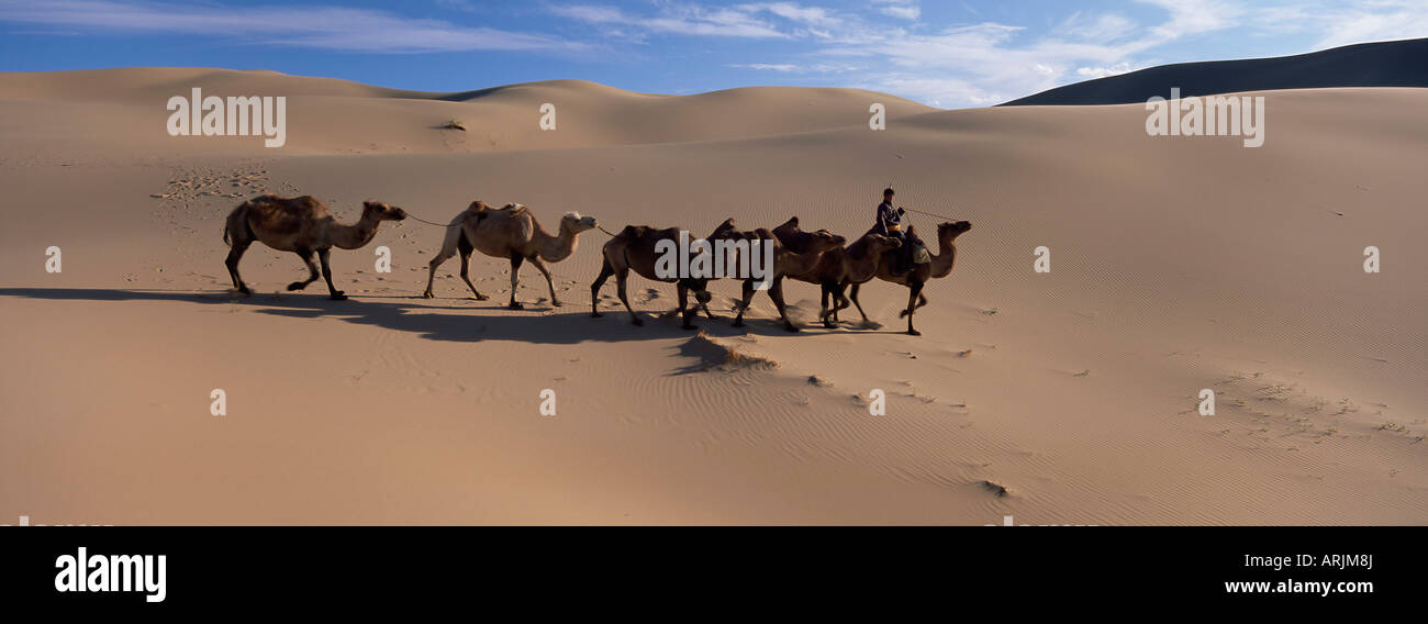 Train de chameaux, Khongryn dunes, désert de Gobi, le Parc National de Gobi, Omnogov Province, la Mongolie, l'Asie centrale, d'Asie Banque D'Images