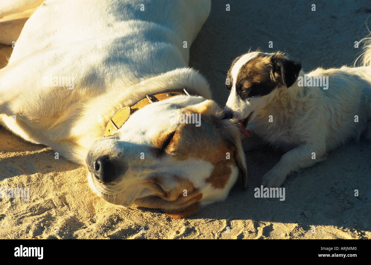 Mâtin Espagnol Canis Lupus F Familiaris Avec La Moitié