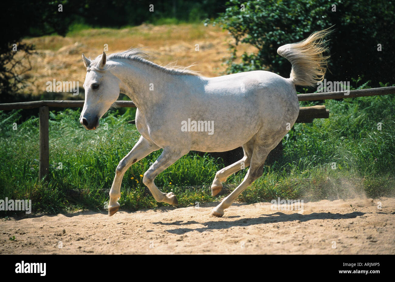 Fédération arabe de race pure (Equus przewalskii f. caballus), mare, galop Banque D'Images