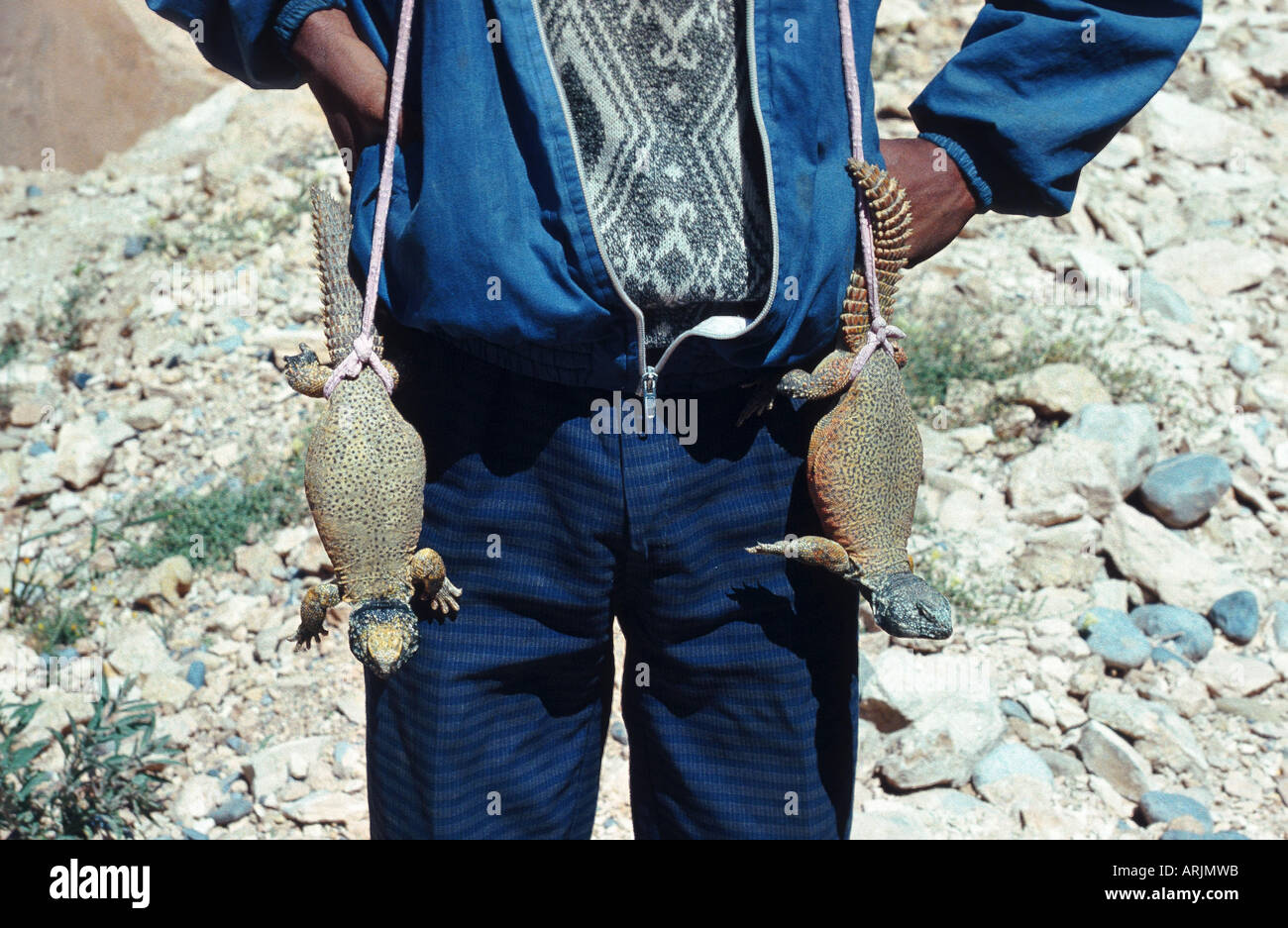 Lézard à queue épineuse (Uromastyx spec.), capturés par un Africain Banque D'Images