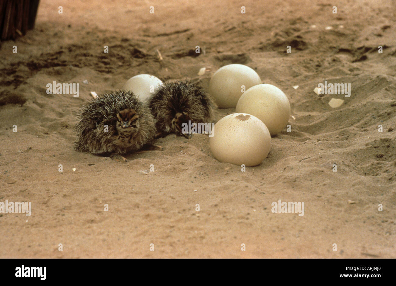 Autruche - pigeonneau à côté d'oeufs / Struthio camelus Banque D'Images