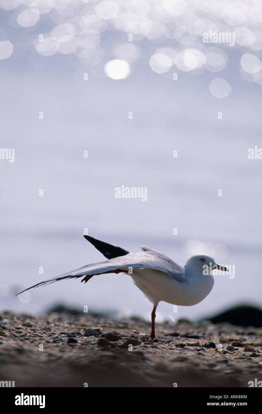 Mouette Banque D'Images