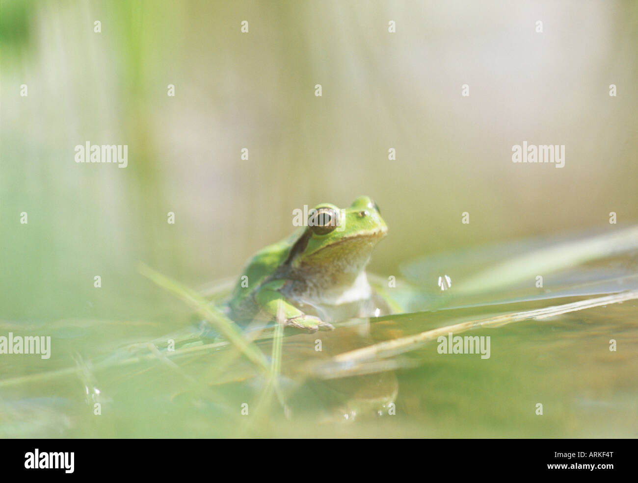 Grenouille, champ de riz japonais Banque D'Images