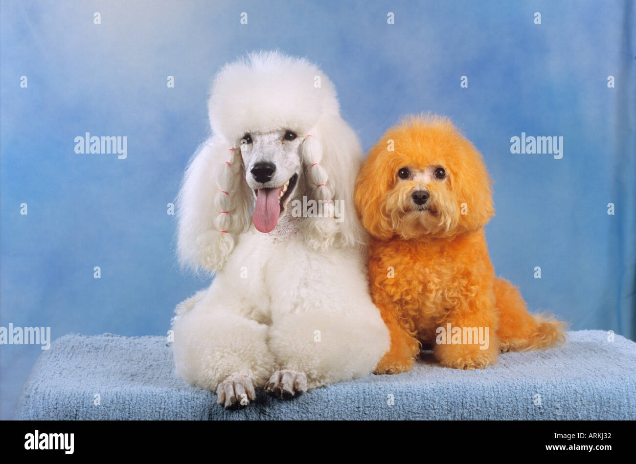 Caniches nains Banque de photographies et d’images à haute résolution Alamy