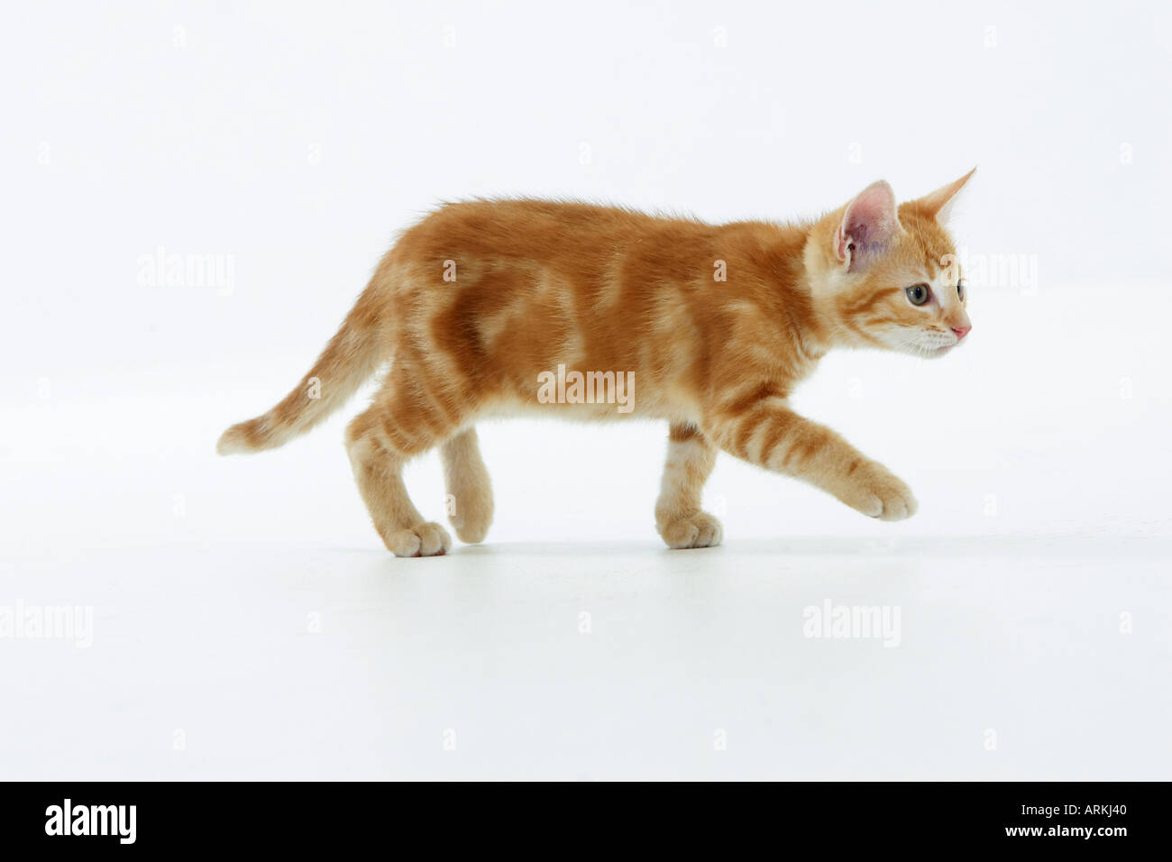 Jeune chat domestique - cut out Banque D'Images