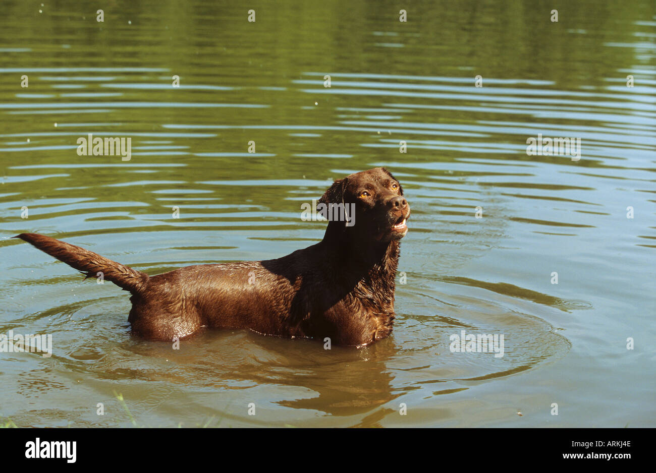 Labrador Retriever dog - debout dans l'eau Banque D'Images