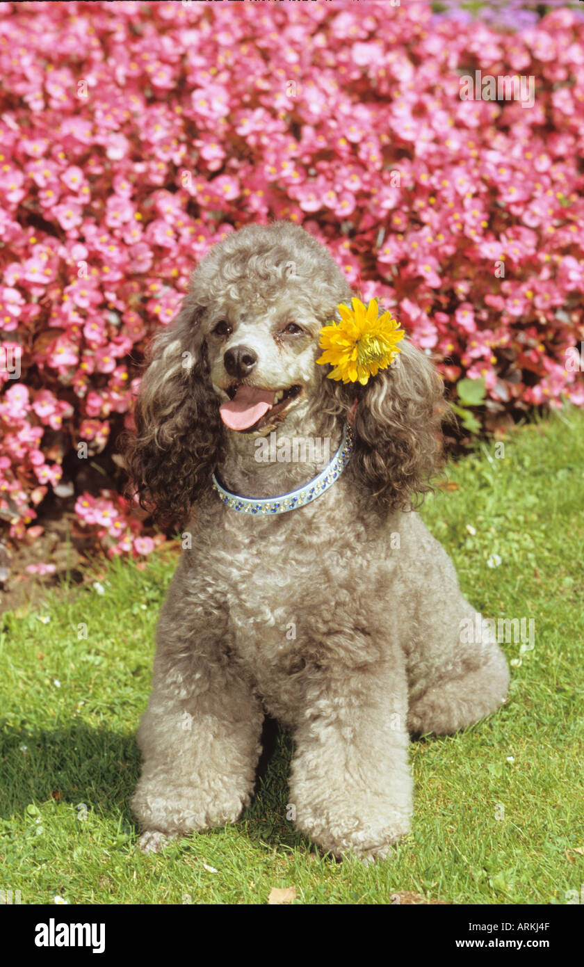 Chien caniche miniature avec des fleurs à ear Banque D'Images